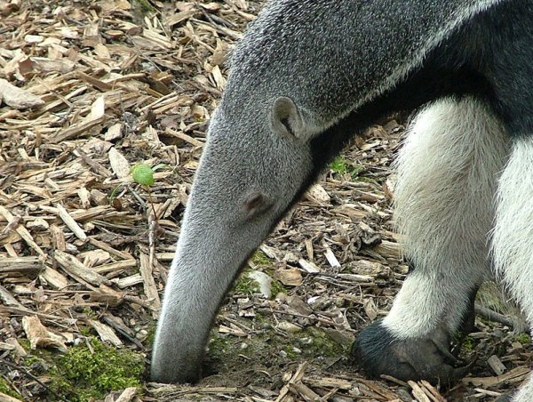 Giant anteater with his snout in an ant hole (photo from Wikimedia Commons)