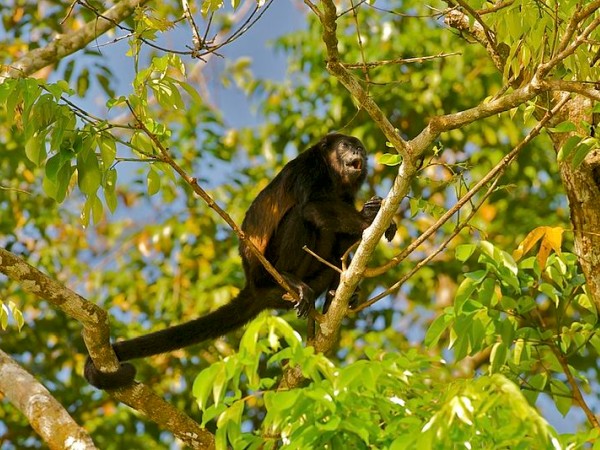 Mantled howler monkey, howling in Costa Rica (photo from Wikimedia Commons)