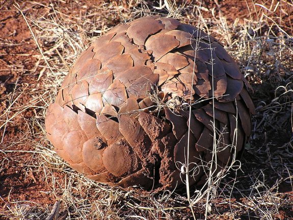Pangolin in defensive posture, Manis temminckii in South Africa (photo from Wikimedia Commons)