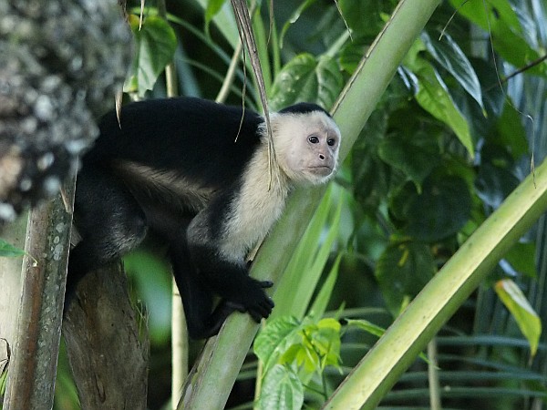 White-headed capuchin monkey, Costa Rica (photo from Wikimedia Commons)