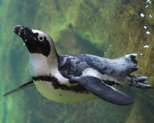 African penguin at the National Aviary (photo from Wikimedia Commons)