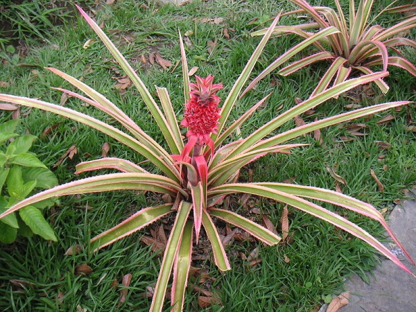 Pineapple plant with inflorescence, varigated variety (photo from Wikimedia Commons)