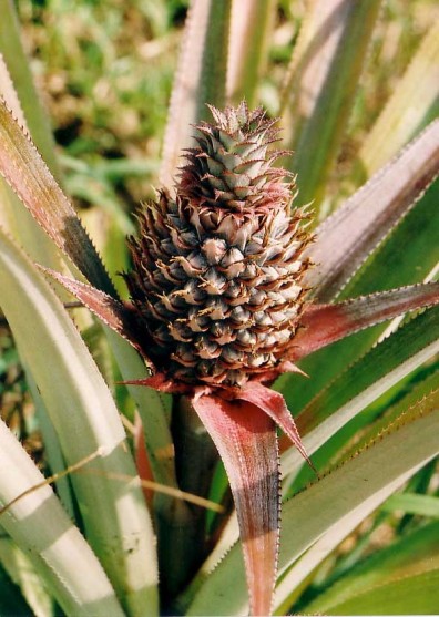 Young pineapple on the stem (photo from Wikimedia Commons)