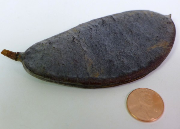 Kentucky coffeetree seed pod from Schenley Park (photo by Kate St.John)