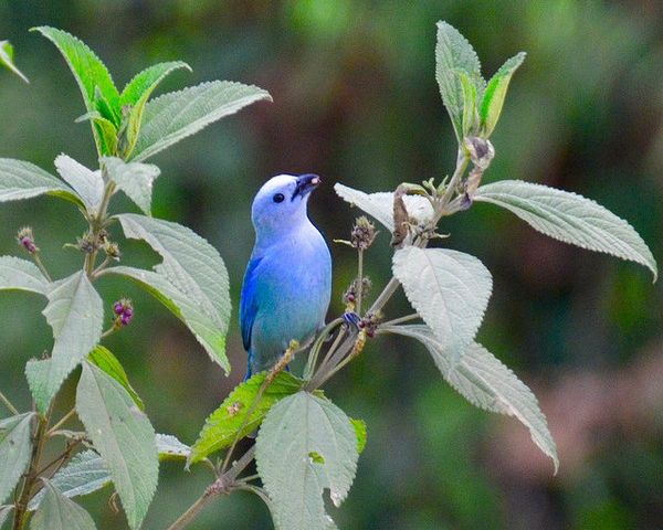 Blue gray tanager (photo by Jon Goodwill)