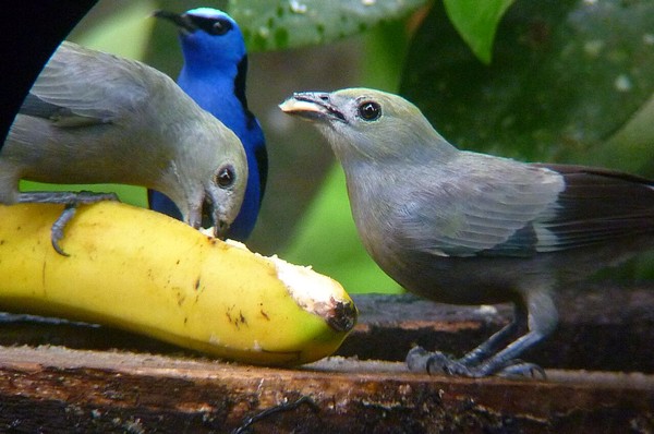 Palm tanagers with red-legged honeycreeper in the background (photo by Roger Melendez)
