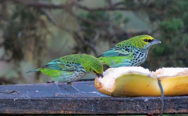 Speckled tanagers (photo by Bert Dudley)