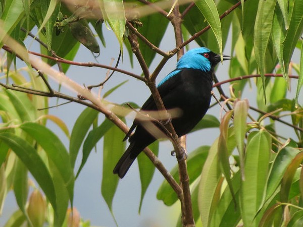 Scarlet-thighed dacnis (photo by Bert Dudley)