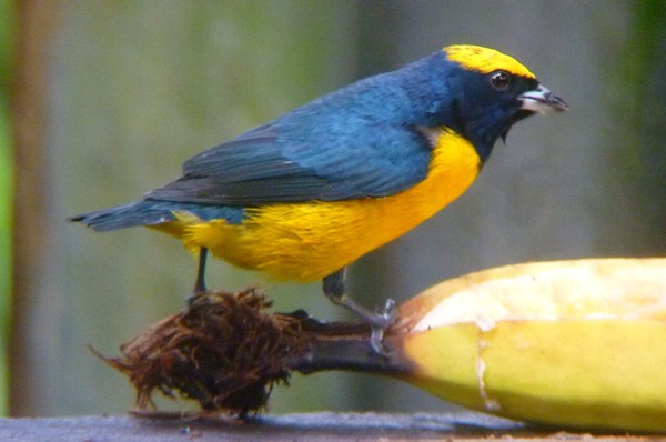 Yellow-crowned euphonia (photo by Roger Melendez)