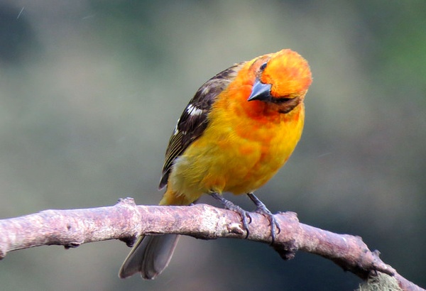 Flame-colored tanager (photo by Bert Dudley)