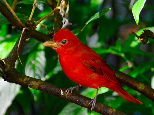 Summer tanager (photo by Jon Goodwill)