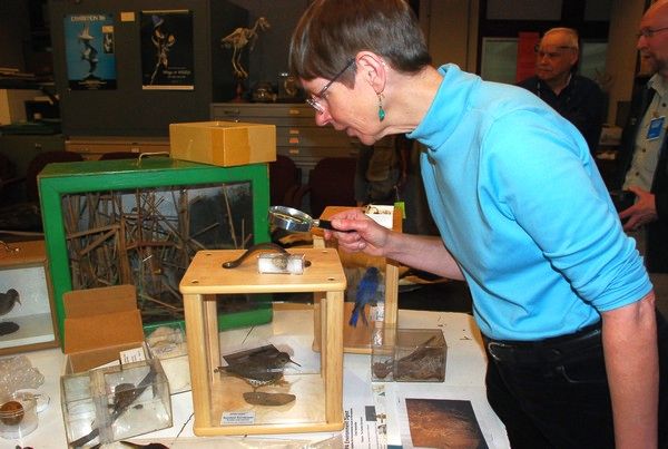 Kate St. John examines the spotted sandpiper egg (photo by Donna Foyle)