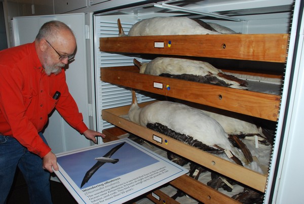 Collection Manager Steve Rogers shows the the Wandering Albatross at Carnegie Museum (photo by Donna Foyle)