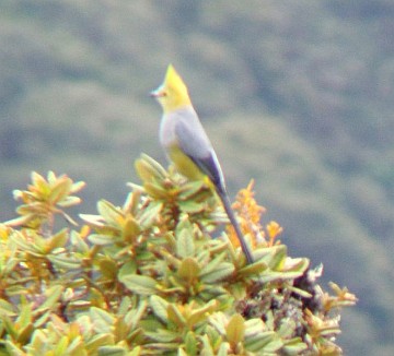 Long-tailed silky-flycatcher (photo from Wikimedia Commons)