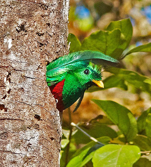 Resplendent quetzal leaving nest hole (photo by Joseph C Boone via Wikimedia Commons)