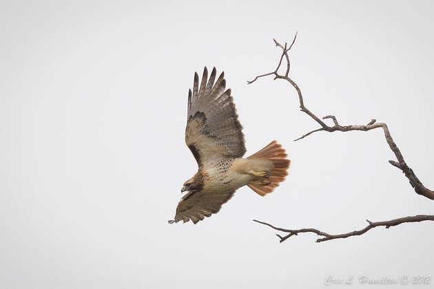 Red-tailed hawk (photo by Cris Hamilton)