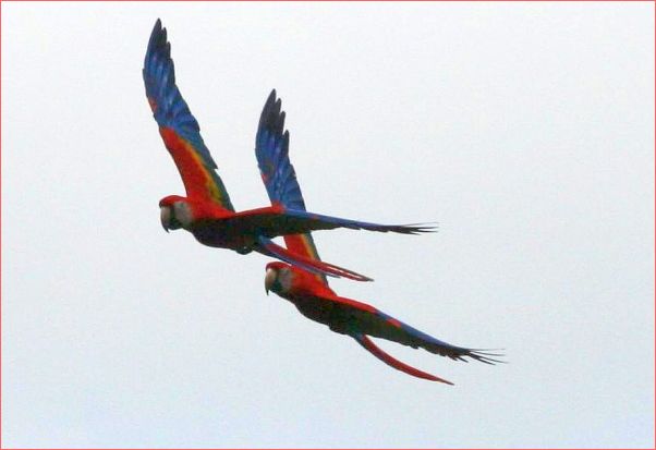 Scarlet macaws in flight, Costa Rica (photo from Wikimedia Commons)