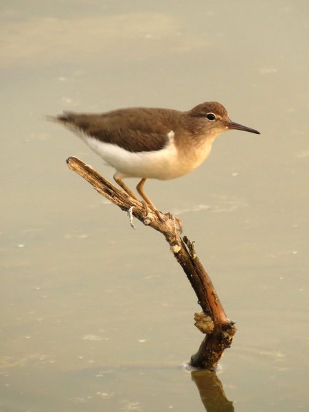 Spotted sandpiper in February at the Yucatan (photo from Wikimedia Commons)