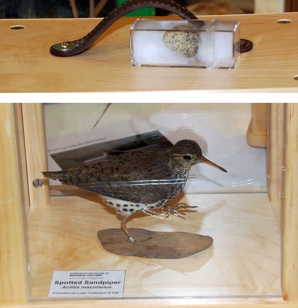 Spotted sandpiper and egg in Carnegie Museum's collection (photo by Donna Foyle)