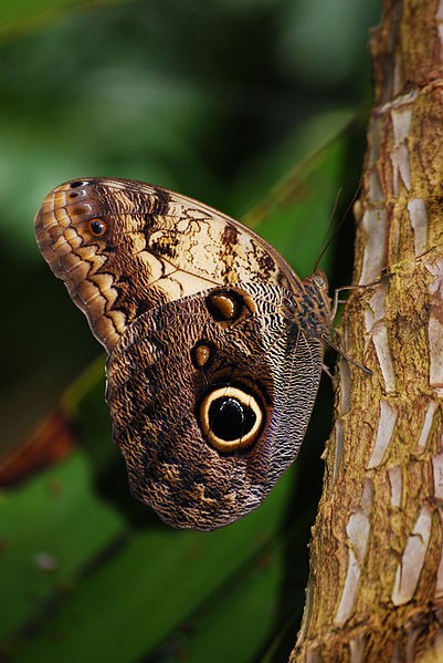 Owl butterfly (photo from Wikimedia Commons)