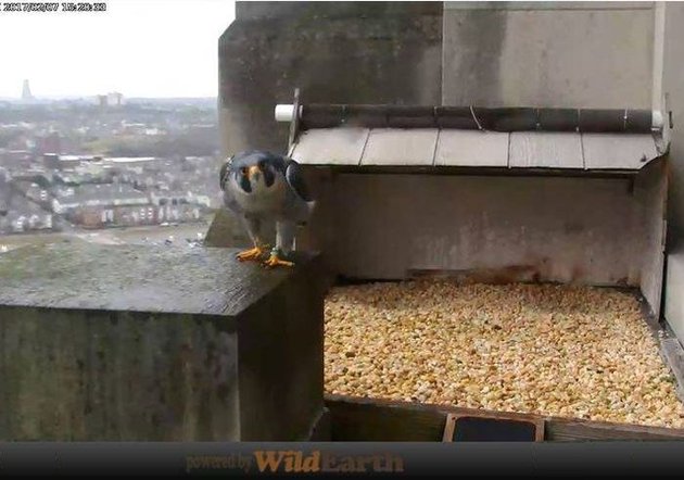 Peregrine at the Gulf Tower nest, 7 Feb 2017 (photo from the National Aviary falconcam at Gulf Tower)