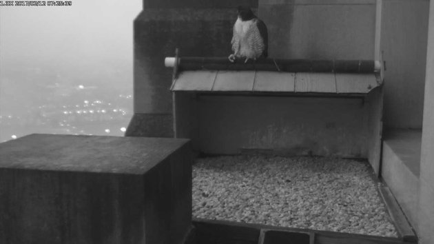 Peregrine perched at the Gulf Tower nest before dawn, 12 Feb 2017 (photo from the National Aviary falconcam at Gulf Tower)