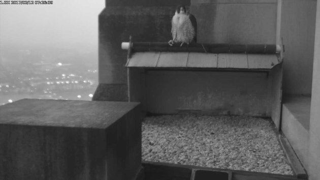 Peregrine perched at the Gulf Tower nest before dawn, 12 Feb 2017 (photo from the National Aviary falconcam at Gulf Tower)