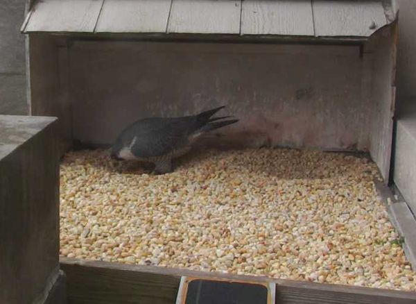 Two deep scrapes at the Gulf Tower nestbox (photo from the National Aviary falconcam at Gulf Tower)