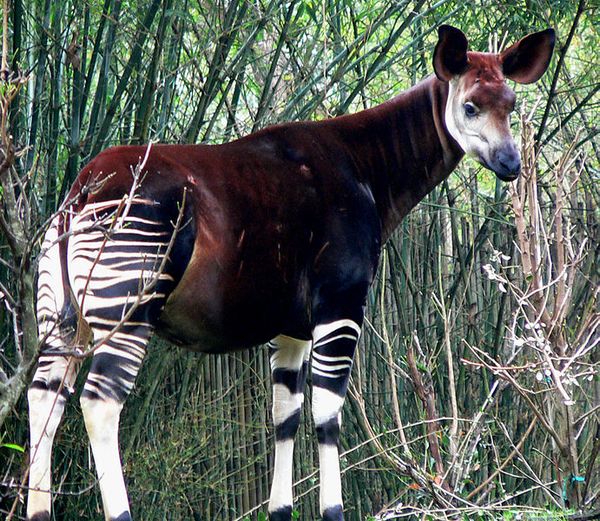 An okapi (photo from Wikimedia Commons)
