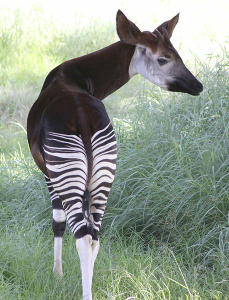 Male okapi showing off its stripes and horns (photo from Wikimedia Commons)
