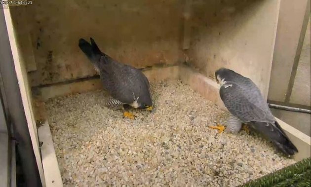 Hope and Terzo courting at the Cathedral of Learning, 7 Feb 2017 (photo from the National Aviary falconcam at Univ of Pittsburgh)