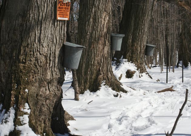 Maple trees with sugar pails (photo from Wikimedia Commons)