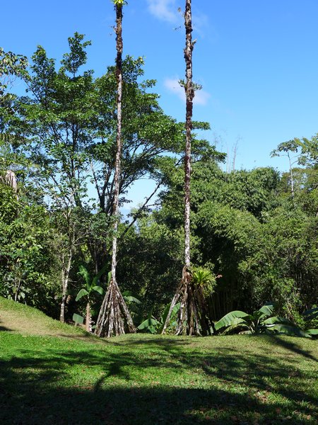 Walking palm trees, Wilson Botanical Garden, Costa Rica, 2 Feb 2017 (photo by Kate St. John)