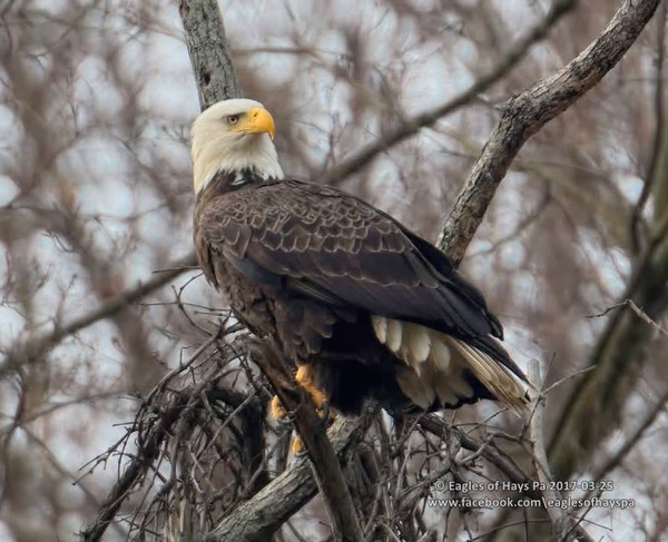 Bald eagle near the nest, 25 Mar 2017 (photo by Dana Nesiti, Eagles of Hays PA on Facebook)