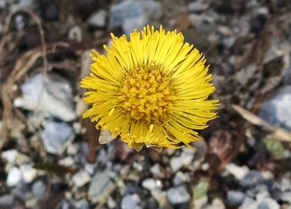 Coltsfoot blooming in Schenley Park, 8 Mar 2017 (photo by Kate St. John)