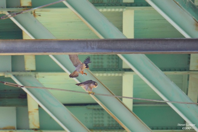 Peregrine falcons mating at Tarentum Bridge, 21 Mar 2017 (photo by Steve Gosser)