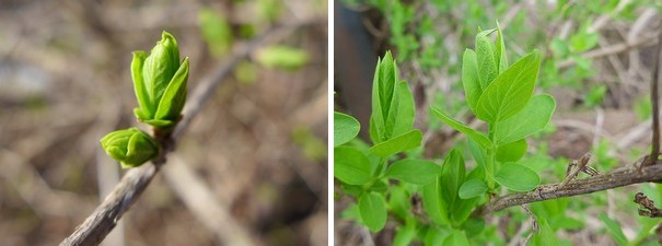 Honeysuckle leaves: 14 Feb 2017 and 1 March 2017 (photos by Kate St. John)