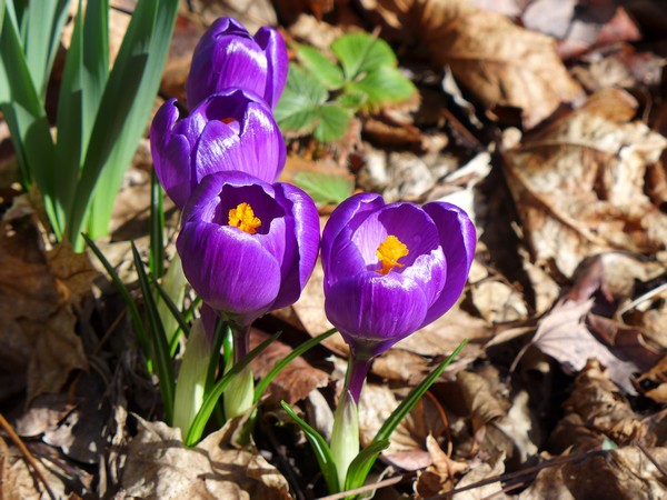 Crocuses blooming, 1 March 2017 (photo by Kate St. John)