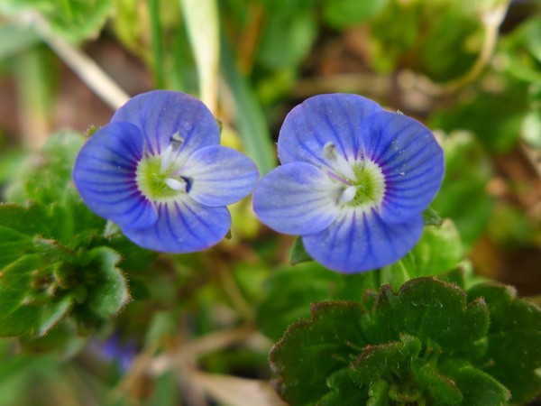 Speedwell blooming in the grass, 26 Mar 2017, Raccoon Creek State Park (photo by Kate St. John)