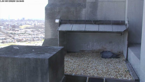 GulfTower nest incubation underway, 23 Mar 2017,12:19pm (screenshot from National Aviary falconcam)