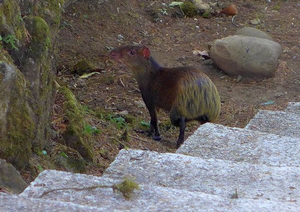 Agouti at Las Cruces Biological Station, February 2017 (photo by Kate St. John)
