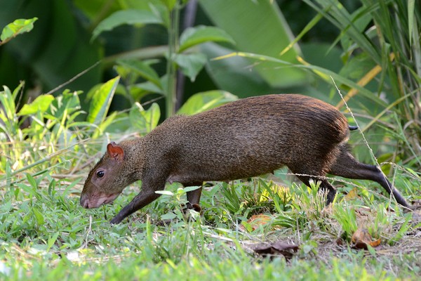Central American agouti, walking in Gamboa, Panama (photo from Wikimedia Commons)