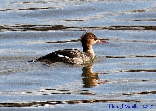 Red-breasted merganser hen at Duck Hollow, March 2017 (photo by Tom Moeller)