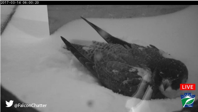 Peregrine incubating in a snow storm, Harrisburg, PA, 14 Mar 2017, 6:00am (snapshot from the DEP Falcon Cam)