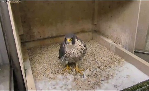 Speckled female intruder at Pitt, 16 March 2017 (screenshot from the National Aviary falconcam at Univ of Pittsburgh)