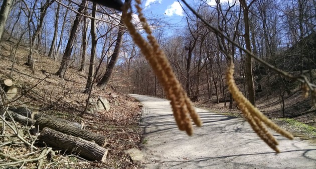 Catkins blow in the wind along Schenley Park's Lower Trail, 8 Mar 2017 (photo by Kate St.John)