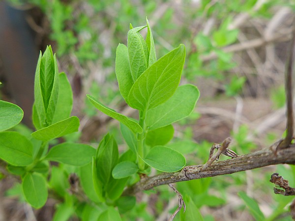 Honeysuckle leaves, 1 March 2017 (photo by Kate St. John)