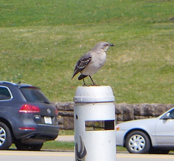 Northern mockingbird missing his tail, near Phipps Conservatory, March 2017 (photo by Kate St. John)