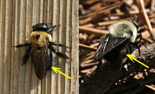 Carpenter bee vs bumblebee (photos by Chuck Tague)