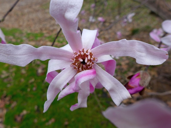 Star magnolia blossom in Schenley Park, 29 Mar 2017 (photo by Kate St. John)